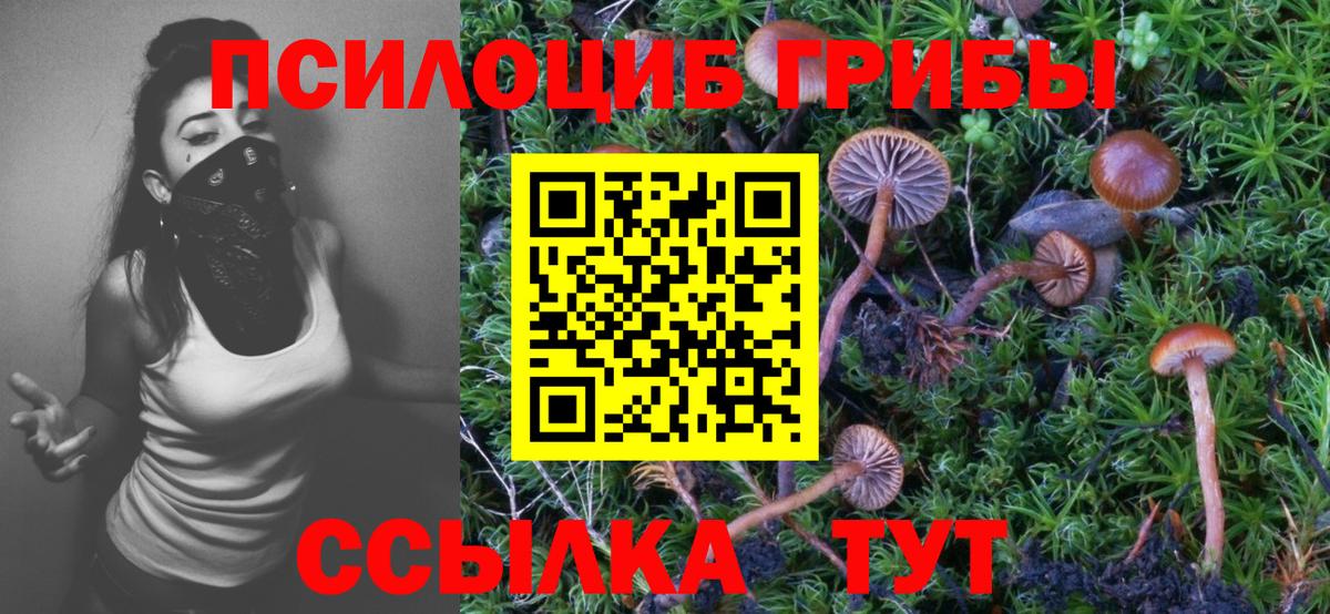Псилоцибиновые грибы прущие грибы  Вход с VPN  Реж  Галлюциногенные грибы Psilocybine cubensis 